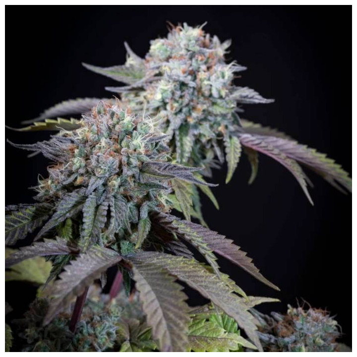 Semillas feminizadas Gulupa 4 - Paradise Seeds