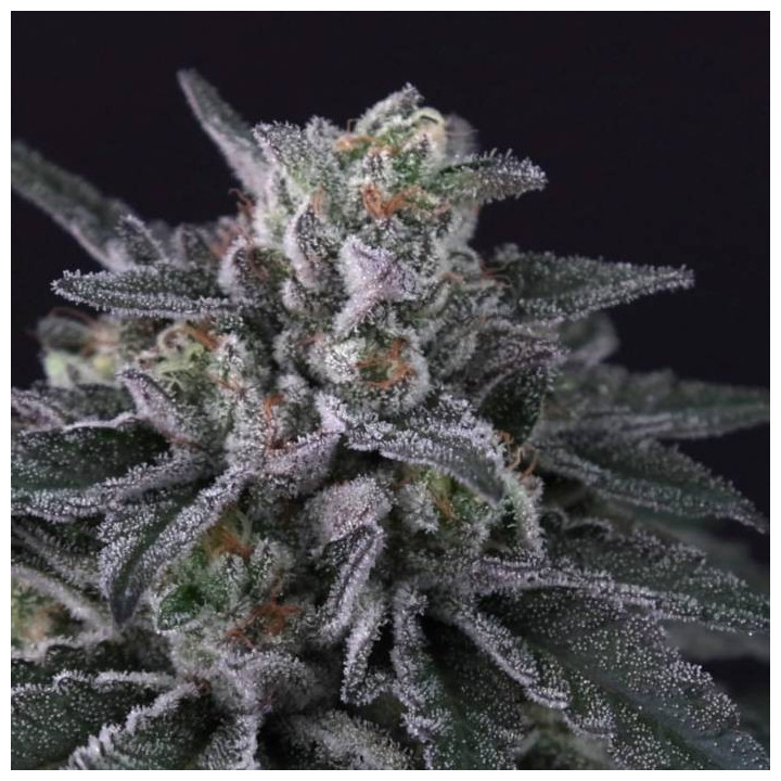 Semillas feminizadas Gulupa 5 - Paradise Seeds
