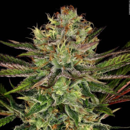 Chocolate Wafflez [ Paradise Seeds ] ☘️ Diosa Planta