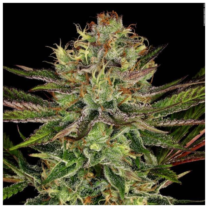 Chocolate Wafflez [ Paradise Seeds ] ☘️ Diosa Planta