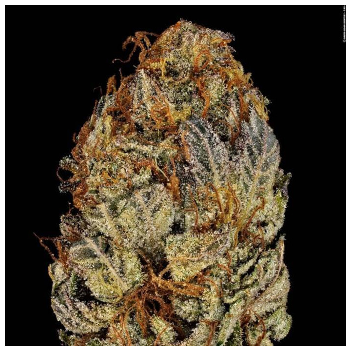 Chocolate Wafflez [ Paradise Seeds ] ☘️ Diosa Planta