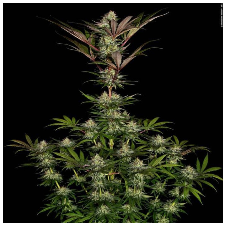 Chocolate Wafflez [ Paradise Seeds ] ☘️ Diosa Planta
