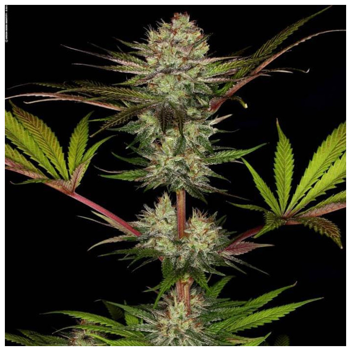 Chocolate Wafflez [ Paradise Seeds ] ☘️ Diosa Planta