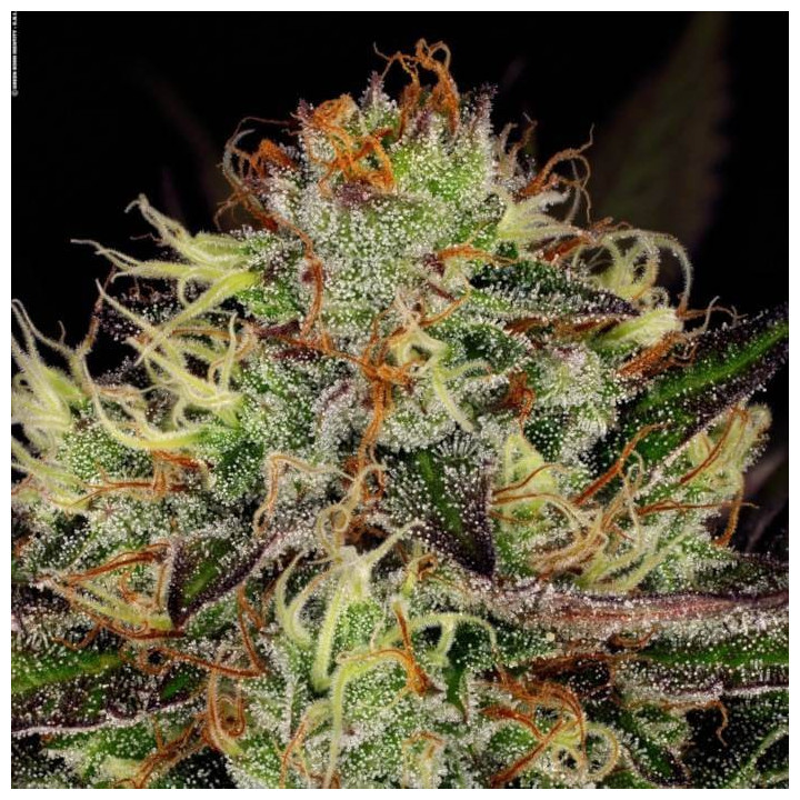 Chocolate Wafflez [ Paradise Seeds ] ☘️ Diosa Planta