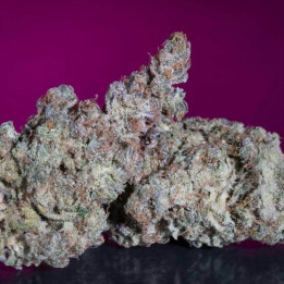 White Noise [ Paradise Seeds ] ☘️ Diosa Planta