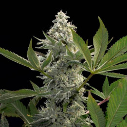 Glowstarz [ Paradise Seeds ] ☘️ Diosa Planta