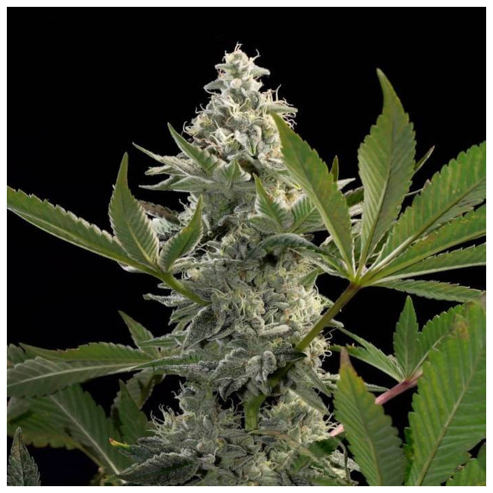 Glowstarz [ Paradise Seeds ] ☘️ Diosa Planta