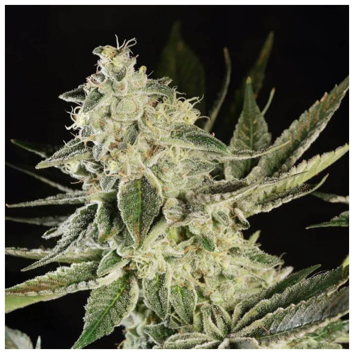 Glowstarz [ Paradise Seeds ] ☘️ Diosa Planta