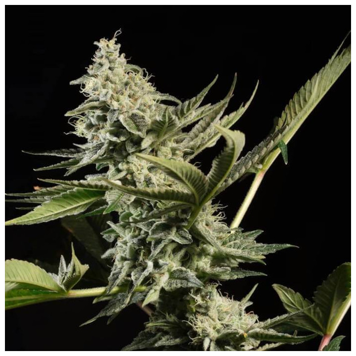 Glowstarz [ Paradise Seeds ] ☘️ Diosa Planta