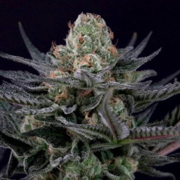Caramba [ Paradise Seeds ] ☘️ Diosa Planta