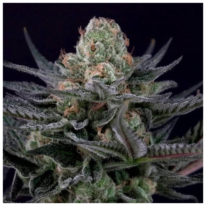 Caramba [ Paradise Seeds ] ☘️ Diosa Planta