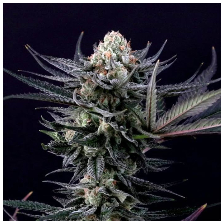 Caramba [ Paradise Seeds ] ☘️ Diosa Planta