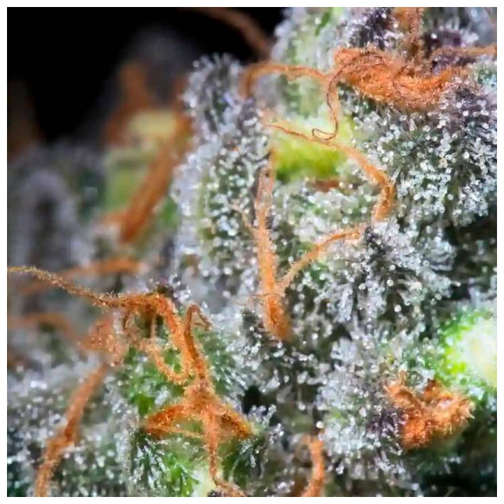 Caramba [ Paradise Seeds ] ☘️ Diosa Planta
