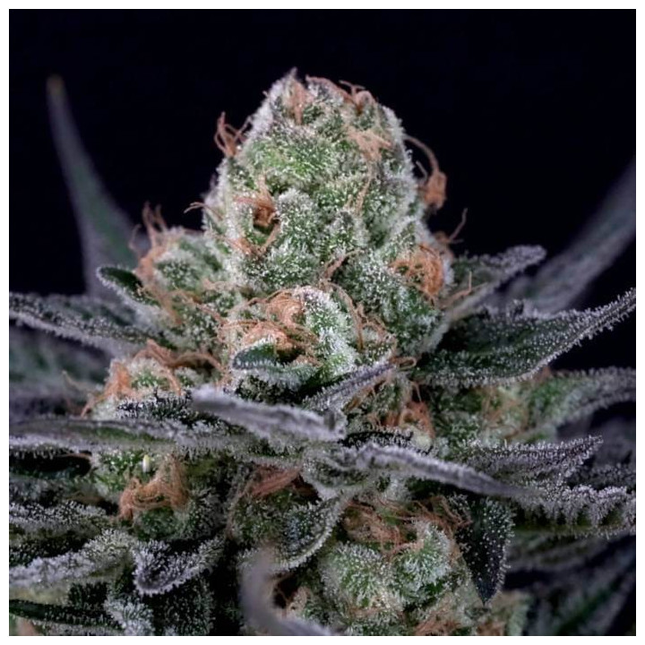 Caramba [ Paradise Seeds ] ☘️ Diosa Planta