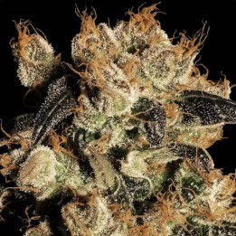 White Berry [ Paradise Seeds ] ☘️ Diosa Planta