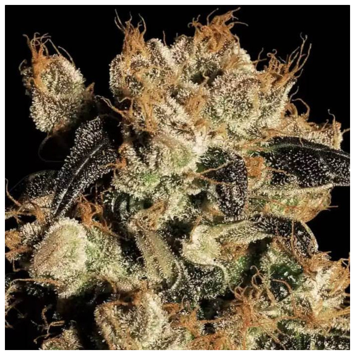 White Berry [ Paradise Seeds ] ☘️ Diosa Planta