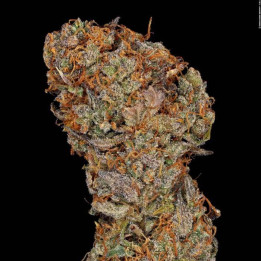 Apricot Candy [ Paradise Seeds ] ☘️ Diosa Planta
