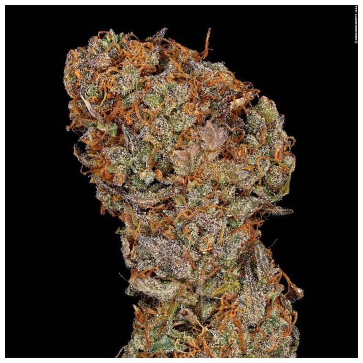 Apricot Candy [ Paradise Seeds ] ☘️ Diosa Planta