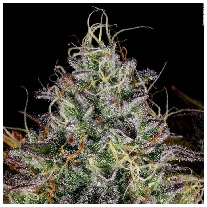 Apricot Candy [ Paradise Seeds ] ☘️ Diosa Planta