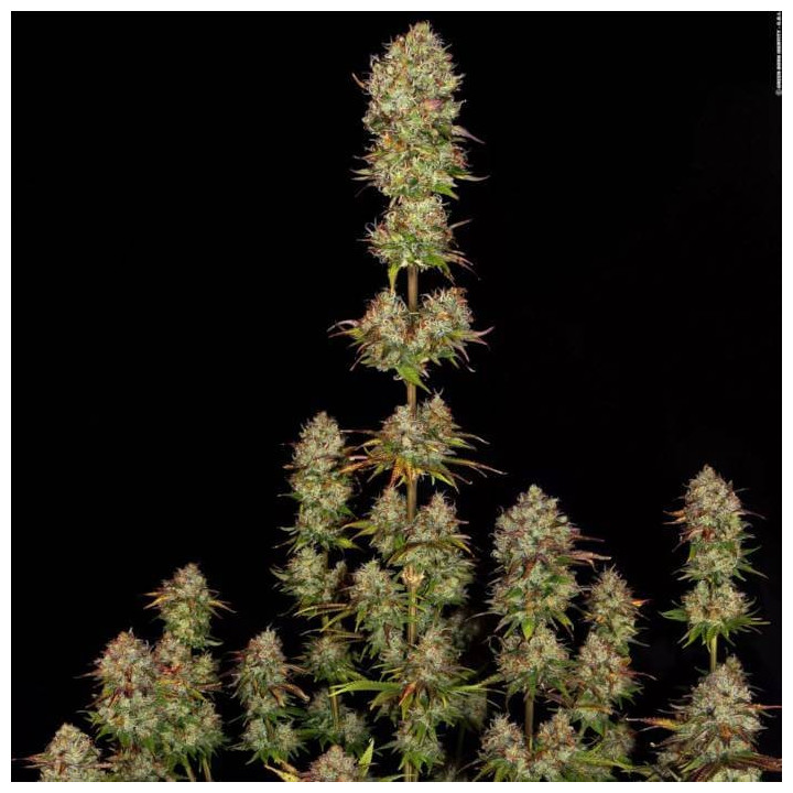 Apricot Candy [ Paradise Seeds ] ☘️ Diosa Planta