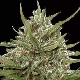 Auto White Berry [ Paradise Seeds ] ☘️ Diosa Planta