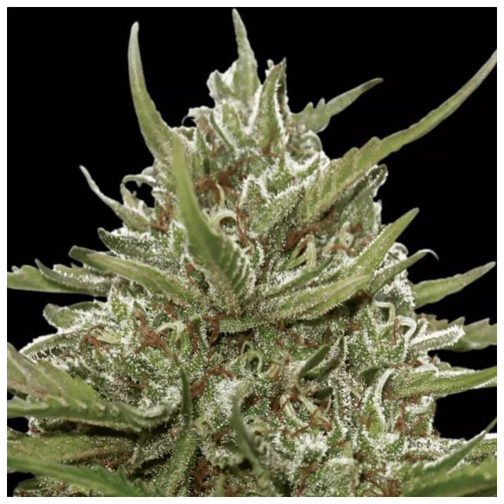 Auto White Berry [ Paradise Seeds ] ☘️ Diosa Planta