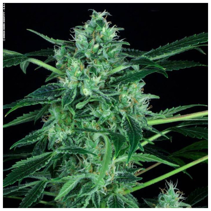 Auto White Berry [ Paradise Seeds ] ☘️ Diosa Planta