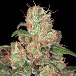 Auto Acid [ Paradise Seeds ] ☘️ Diosa Planta