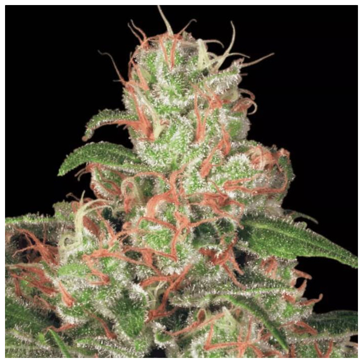 Auto Acid [ Paradise Seeds ] ☘️ Diosa Planta