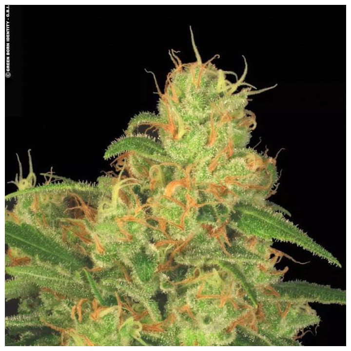 Auto Acid [ Paradise Seeds ] ☘️ Diosa Planta