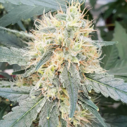 Stromboli Auto [ Paradise Seeds ] ☘️ Diosa Planta
