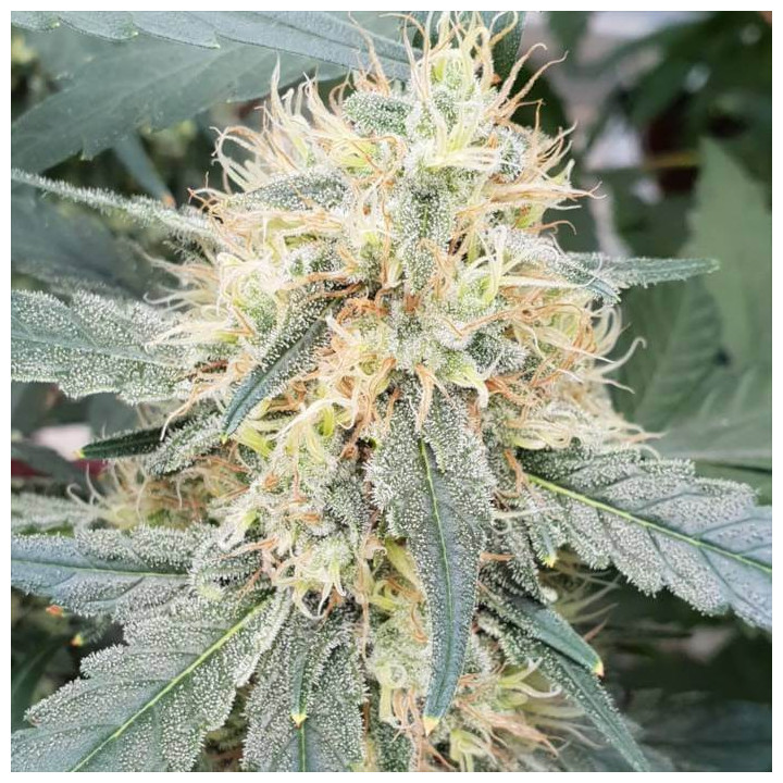 Stromboli Auto [ Paradise Seeds ] ☘️ Diosa Planta