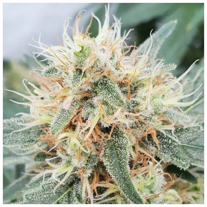 Stromboli Auto [ Paradise Seeds ] ☘️ Diosa Planta