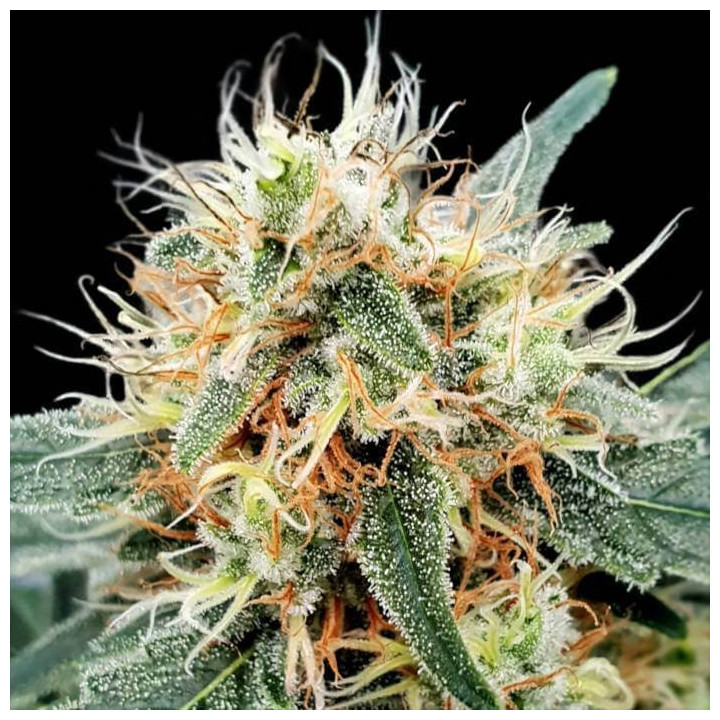 Stromboli Auto [ Paradise Seeds ] ☘️ Diosa Planta