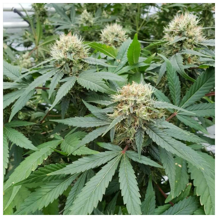 Stromboli Auto [ Paradise Seeds ] ☘️ Diosa Planta