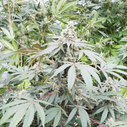 Lemonade Auto [ Paradise Seeds ] ☘️ Diosa Planta