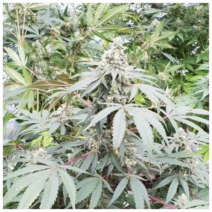 Lemonade Auto [ Paradise Seeds ] ☘️ Diosa Planta