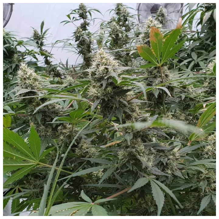 Lemonade Auto [ Paradise Seeds ] ☘️ Diosa Planta