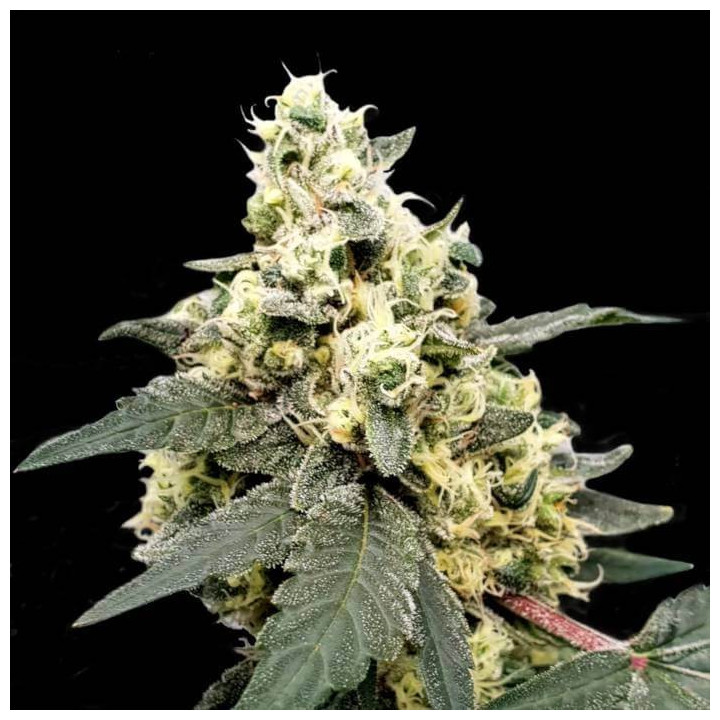 Lemonade Auto [ Paradise Seeds ] ☘️ Diosa Planta