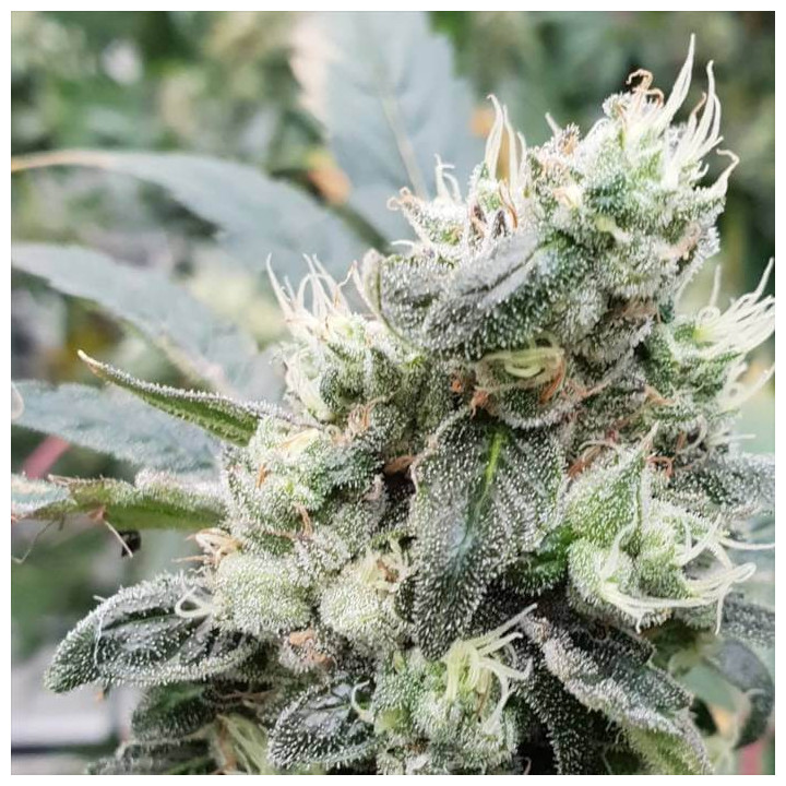Lemonade Auto [ Paradise Seeds ] ☘️ Diosa Planta