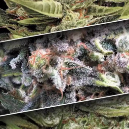 Auto Collection Pack 1 [ Paradise Seeds ] ☘️ Diosa Planta