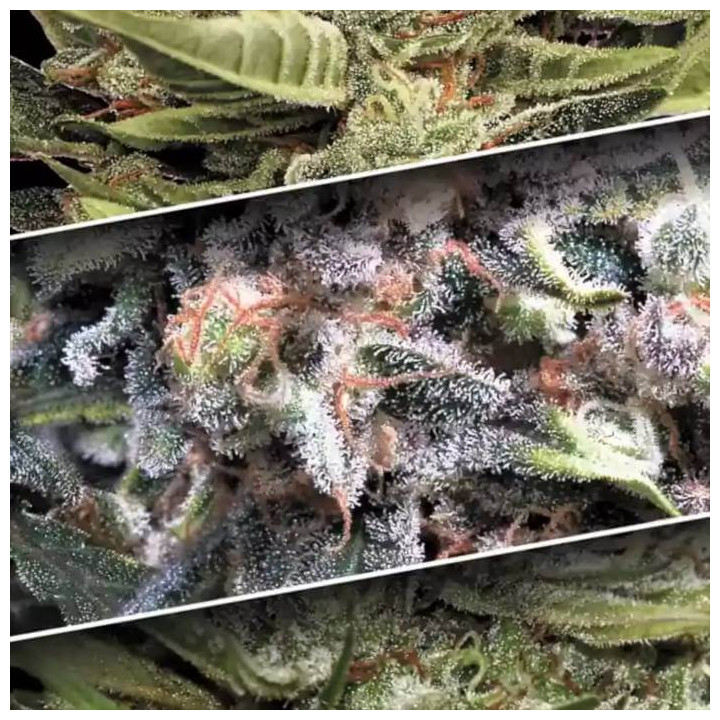 Auto Collection Pack 1 [ Paradise Seeds ] ☘️ Diosa Planta