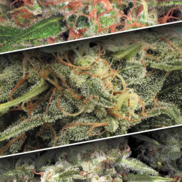 Auto Collection Pack 2 [ Paradise Seeds ] ☘️ Diosa Planta
