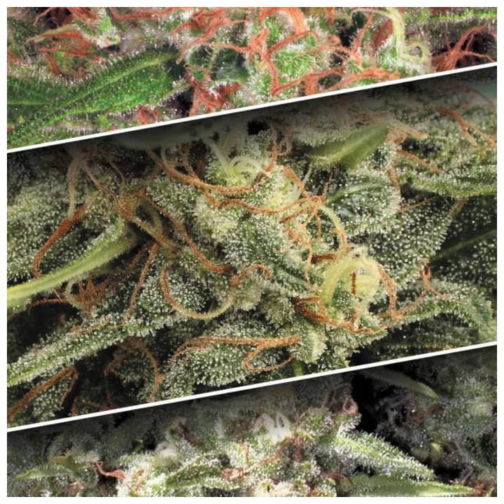 Auto Collection Pack 2 [ Paradise Seeds ] ☘️ Diosa Planta