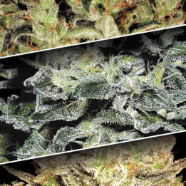 Sativa Champions Pack [ Paradise Seeds ] ☘️ Diosa Planta