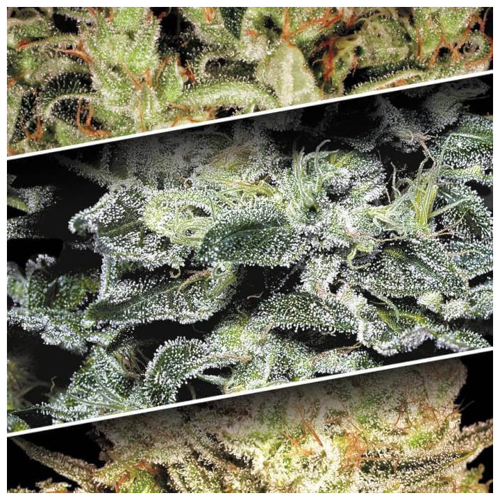 Sativa Champions Pack [ Paradise Seeds ] ☘️ Diosa Planta