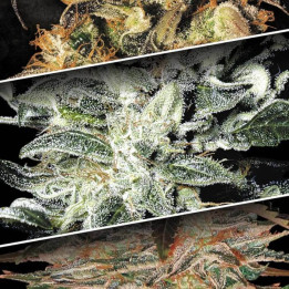 Indica Champions Pack [ Paradise Seeds ] ☘️ Diosa Planta