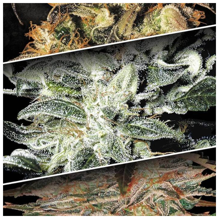 Indica Champions Pack [ Paradise Seeds ] ☘️ Diosa Planta