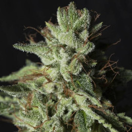 Gorilla Candy [ Eva Seeds ] ☘️ Diosa Planta
