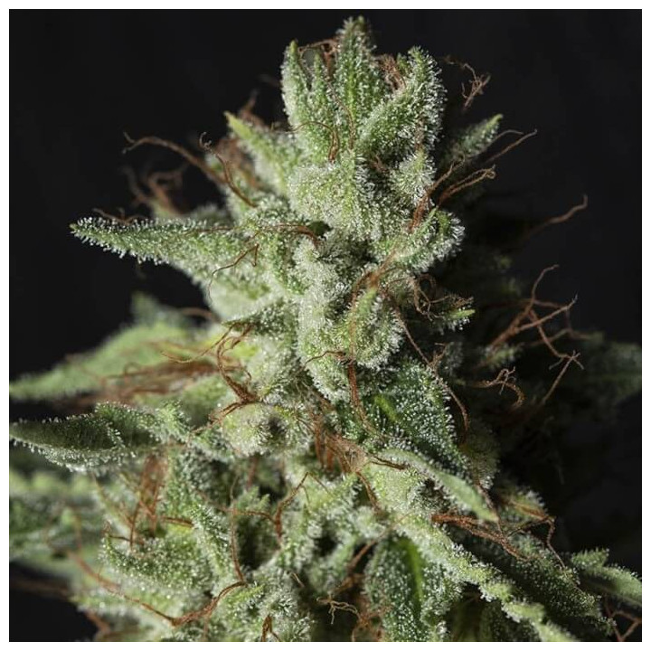 Gorilla Candy [ Eva Seeds ] ☘️ Diosa Planta